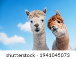Portrait of two alpacas on the background of blue sky. South American camelid.