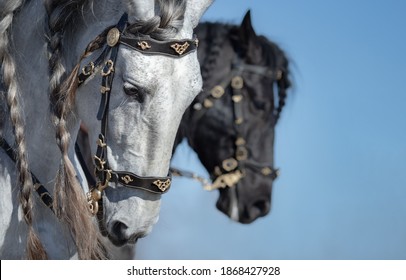 Portrait of two Andalusian horses in motion on sky background. Selective focus on white horse.