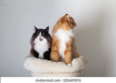 Cat In Front Of White Background Images Stock Photos Vectors