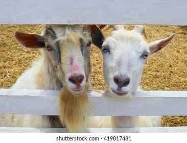 795 Goat Bride Images, Stock Photos & Vectors | Shutterstock