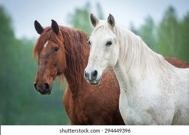 Portrait of two beautiful horses 