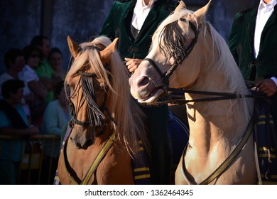 Portrait of two beautiful sorrel horses - Shutterstock ID 1362464345