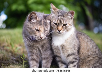 Portrait Two Beautiful Tabby Cats Stock Photo 667758907 | Shutterstock