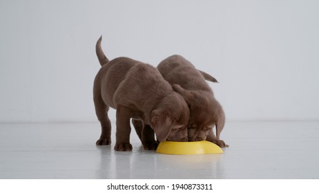 Portrait of two brown labrador puppies eating dog food from yellow bowl in room