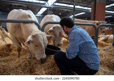 Portrait of two calves at a cattle show being petted