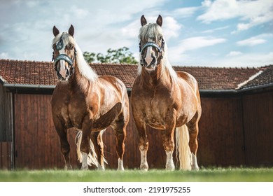 Portrait of two chestnut noriker draft horse geldings posing at a inner courtiyard of a farm. The norico-pinzgauer horse is an austrian draught horse breed - Shutterstock ID 2191975255