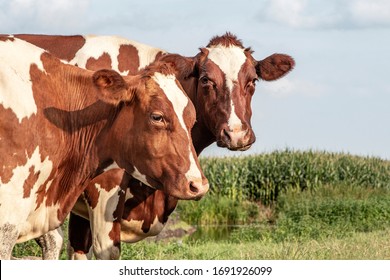 Portrait Of Two Cow Heads, Lovingly Together, With Dreamy Eyes, Pale Blue Cloudy Sky.