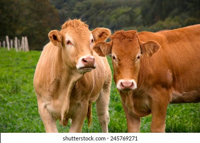 Portrait of two cows