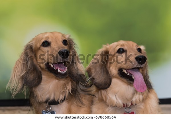 Portrait Two Cream Longhaired Miniature Dachshunds Stock Photo