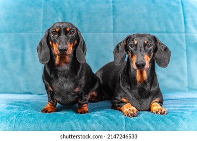 Portrait of two cute dachshund dogs with a gaze that obediently lie on a turquoise sofa. Great representatives of two generations of breed kennel.