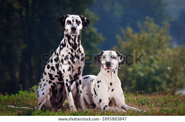  portrait of two cute\
dalmatian dogs