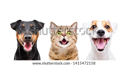 Portrait of two cute dogs and funny cat isolated on white background
