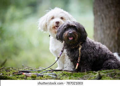 Portrait of two cute havanese dogs with dog leash sitting in forest and looking to camera