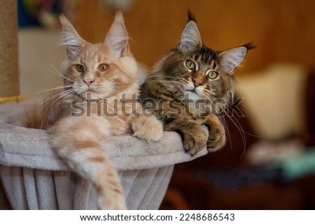 Portrait of two cute striped Maine Coon kittens red and gray lie on a play stand
