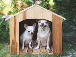Portrait Of  Two Different Size  Short Hair  Chihuahua Dogs Sitting In Wooden Dog House, Smiling With Thier Tongues Out.
