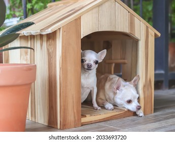 Portrait Of Two Different Size  Short Hair  Chihuahua Dogs In Wooden Dog's  House, Small Dog Sitting  While Big Dog Lying Down.