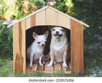 Portrait of  two different size  short hair  Chihuahua dogs sitting in wooden dog house, smiling with thier tongues out.