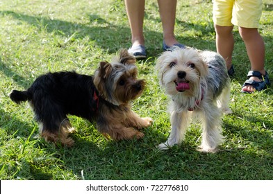 Portrait Two Dogs Stock Photo 722776810 | Shutterstock