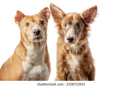 A Portrait Of Two Dogs Both Looking At The Camera Shot In A Studio In High Key Setup.