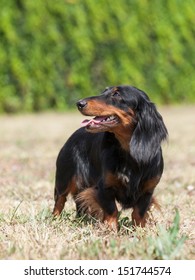 Portrait of two dogs breed Long-haired dachshund