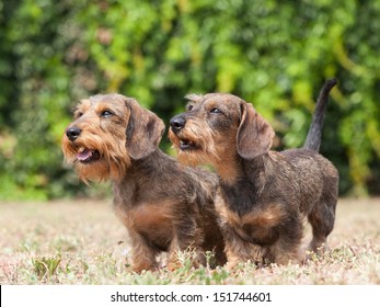 Portrait of two dogs breed Wire-haired dachshund