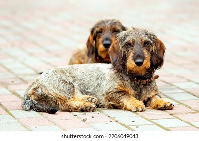 Portrait of two dogs breed Wire-haired dachshund - Shutterstock ID 2206049043