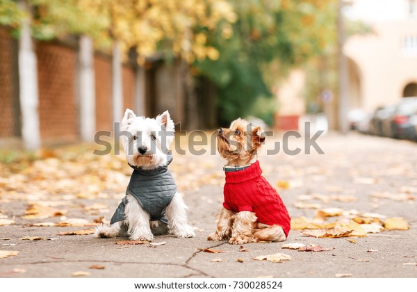 Portrait of two dogs\
friends west highland white terrier and yorkshire terrier playing\
in the park on the autumn foliage. gold nature. dog in red pullover\
and grey coat
