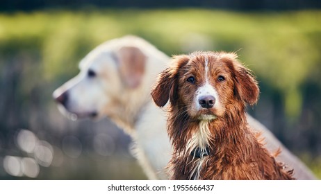 Portrait of two dogs in summer nature. Banner with posing Nova Scotia Duck Tolling Retriever against Labrador.