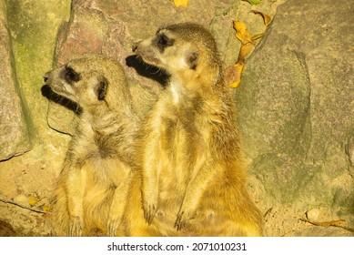 Funny Suricate Images Stock Photos Vectors Shutterstock