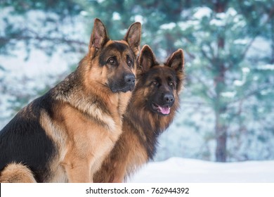Portrait of two german shepherd dogs in winter