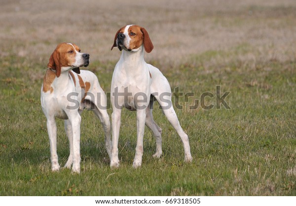 Portrait Two German Shorthaired Pointer Dogs Stock Photo Edit Now