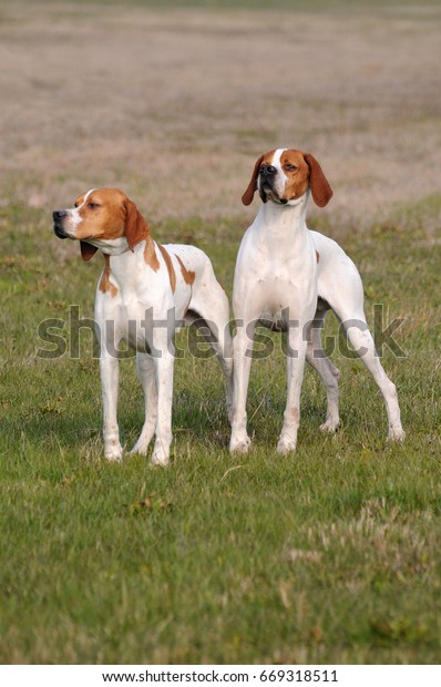 Portrait Two German Shorthaired Pointer Dogs Stock Photo Edit Now