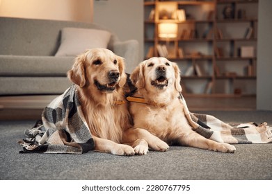 Portrait of two golden retrievers that are together at domestic room indoors.