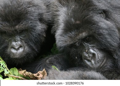 Portrait Of Two Gorillas