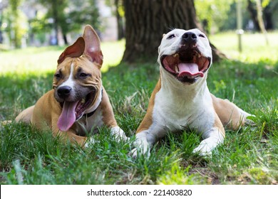 Portrait Of Two Happy Dogs In The Park 