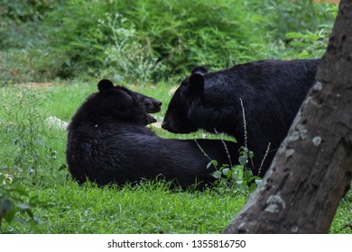 A Portrait Of Two Himalayan Black Bears - Ursus Thibetanus Laniger