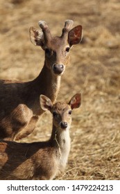 The Portrait Of Two Javan Rusa Deer (Cervus Timorensis Russa)