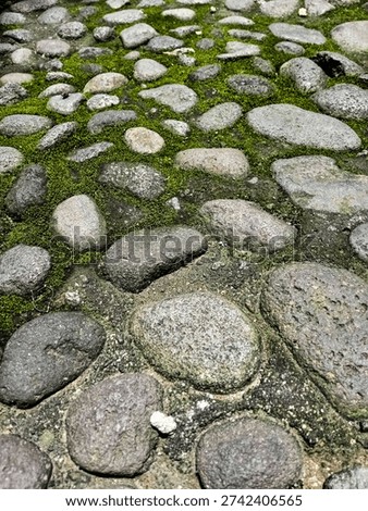 Portrait of two kind of cobblestone path. One shows green moss growing in the gaps between and the other is not much.