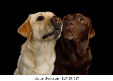 Portrait Of Two Labrador Retriever Dogs Sniffing On Isolated Black Background, Front View