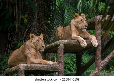 A Portrait Of Two Lioness