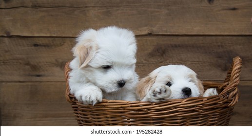 Portrait: Two little puppies - baby dogs Coton de Tulear.