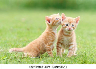 Portrait Of Two Lovely Ginger Tabby Cats Standing On Green Grass Field, One Is Looking At Camera And Another Is Stretching Its Neck And Looking Like Whispering For Secret, Funny Pet Concept.