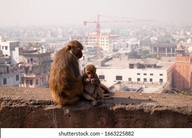 Portrait of two macaques sitting on a wall in Galta Ji Temple. In the backgroung you can see the city of Jaipur, India.