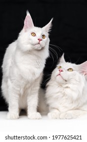 Portrait Of Two Maine Shag Cats. Beautiful Studio Shot On Black And White Background. One White Color Domestic Coon Cat Is Sitting, Other Cat - Lying. Concept Idea Of Breeding Kennel For Purebred Cat