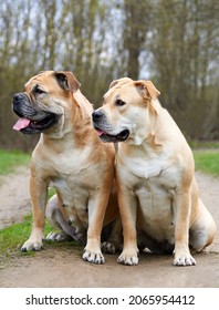 Portrait Of Two Molossians Of The Cadebo Breed