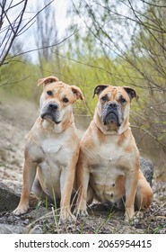 Portrait Of Two Molossians Of The Cadebo Breed