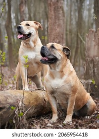 Portrait Of Two Molossians Of The Cadebo Breed