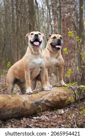 Portrait Of Two Molossians Of The Cadebo Breed