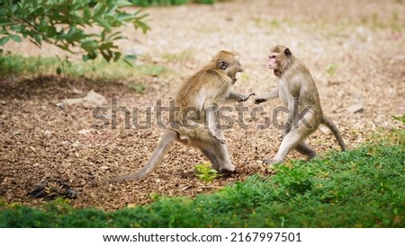 Portrait, Two monkeys or Macaca in the forest park are fighting each other. Controversy for leadership, they are fearful, dangerous, threatening and ready to fight. At Khao Ngu Stone Park, Ratchaburi.
