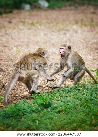 Portrait, Two monkeys or Macaca in the forest park are fighting each other. Controversy for leadership, they are fearful, dangerous, threatening and ready to fight. At Khao Ngu Stone Park, Ratchaburi.